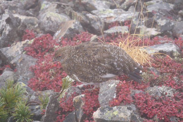 小蓮華山のチビ雷鳥2