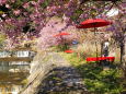 河津桜をのんびり楽しむ