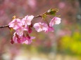 枝先の花開く淡路島の河津桜
