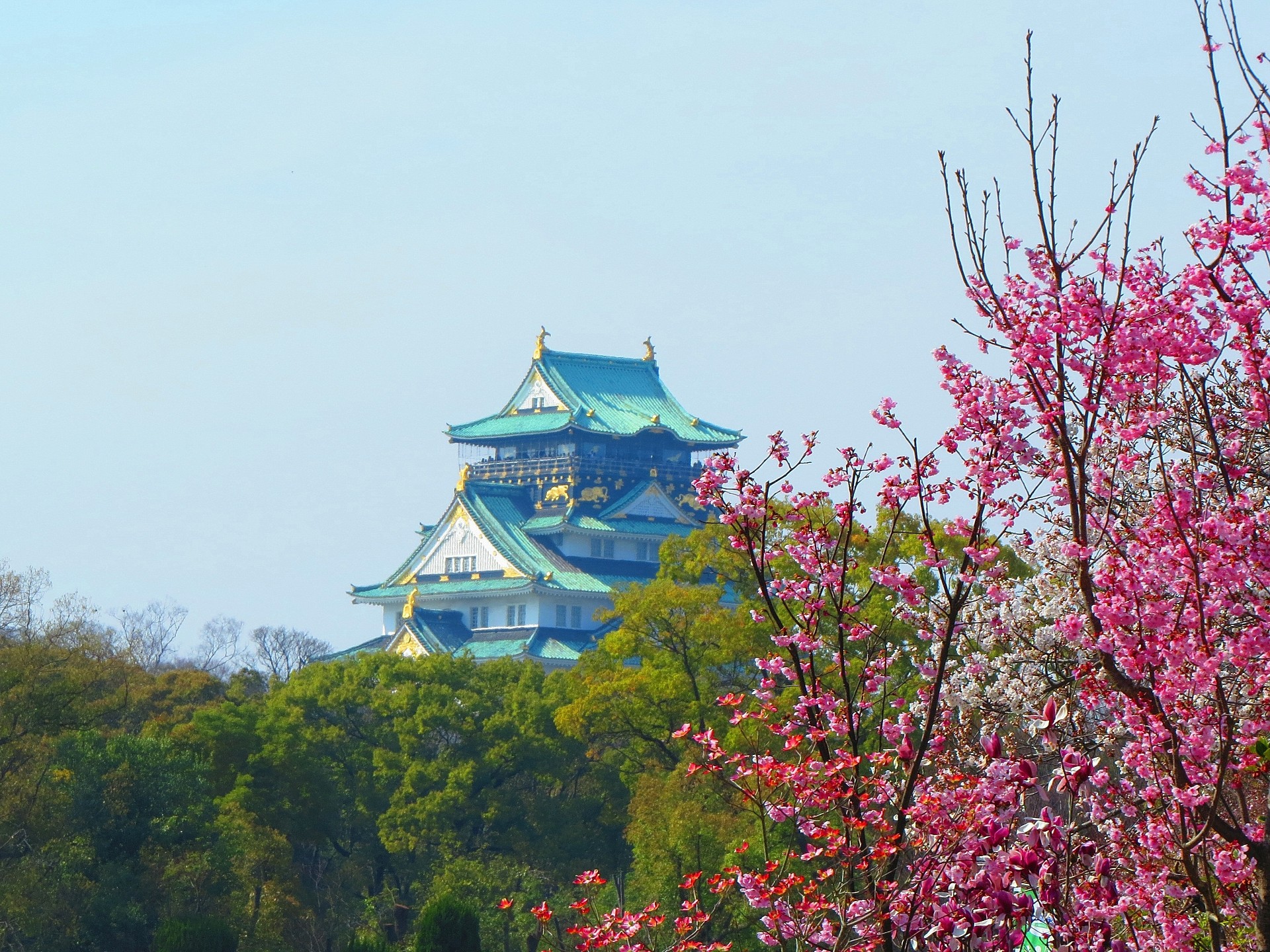 日本の風景 植木市の桜越しに大阪城 壁紙19x1440 壁紙館