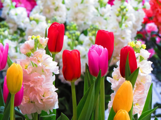 神戸花物語2019より2