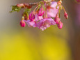 河津桜