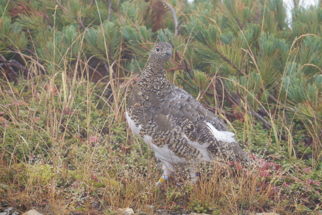 小蓮華山のママ雷鳥