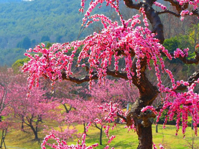 しだれ梅も河津桜も咲き匂う