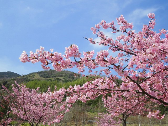 河津桜・春の日が穏やかに過ぎ