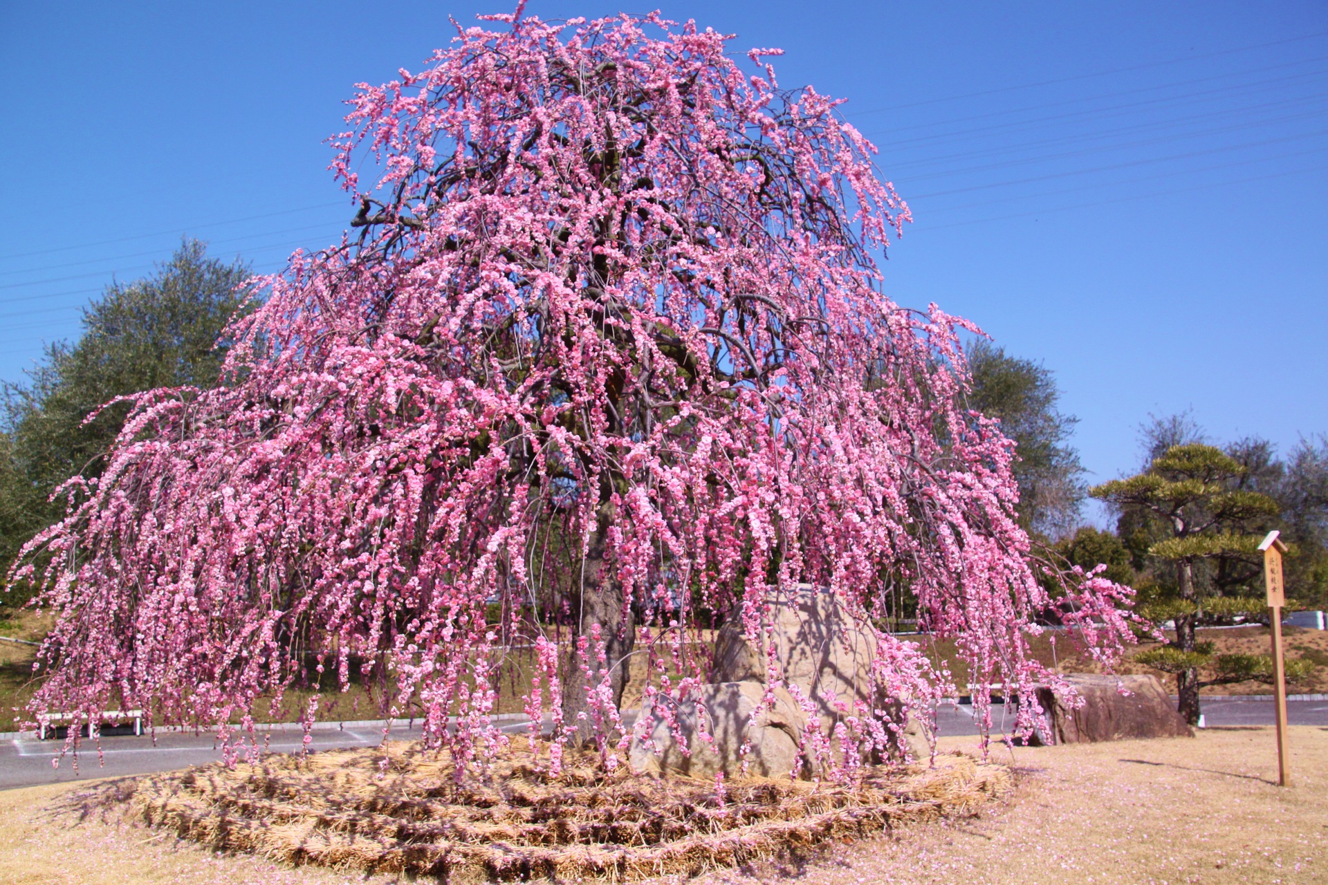 花 植物 しだれ梅 壁紙19x1280 壁紙館