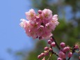早咲き種のツバキ寒桜