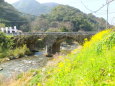 菜の花が咲いている眼鏡橋