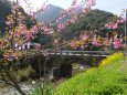 桜の花と眼鏡橋
