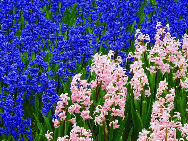 目にも鮮やかヒアシンス