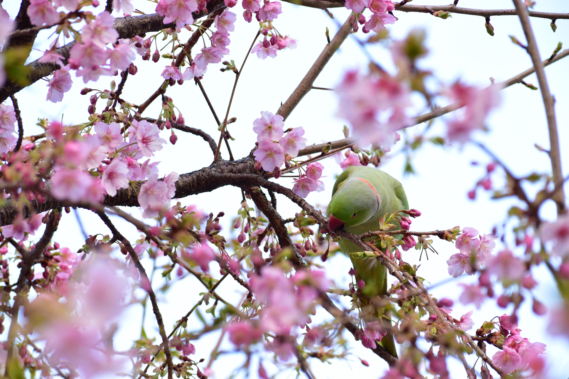 動物 鳥 ペンギン ワカケホンセイインコと桜 壁紙19x1280 壁紙館 動物 鳥 ペンギン ワカケホンセイインコと桜 壁紙19x1280 壁紙館