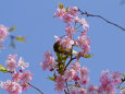 河津桜にメジロ