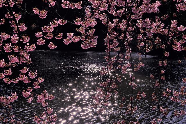 湖面の煌めきと修善寺寒桜