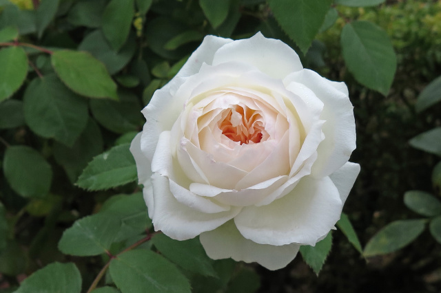 ステファニーグッテンベルク