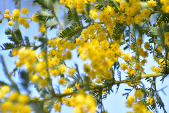ミモザ
