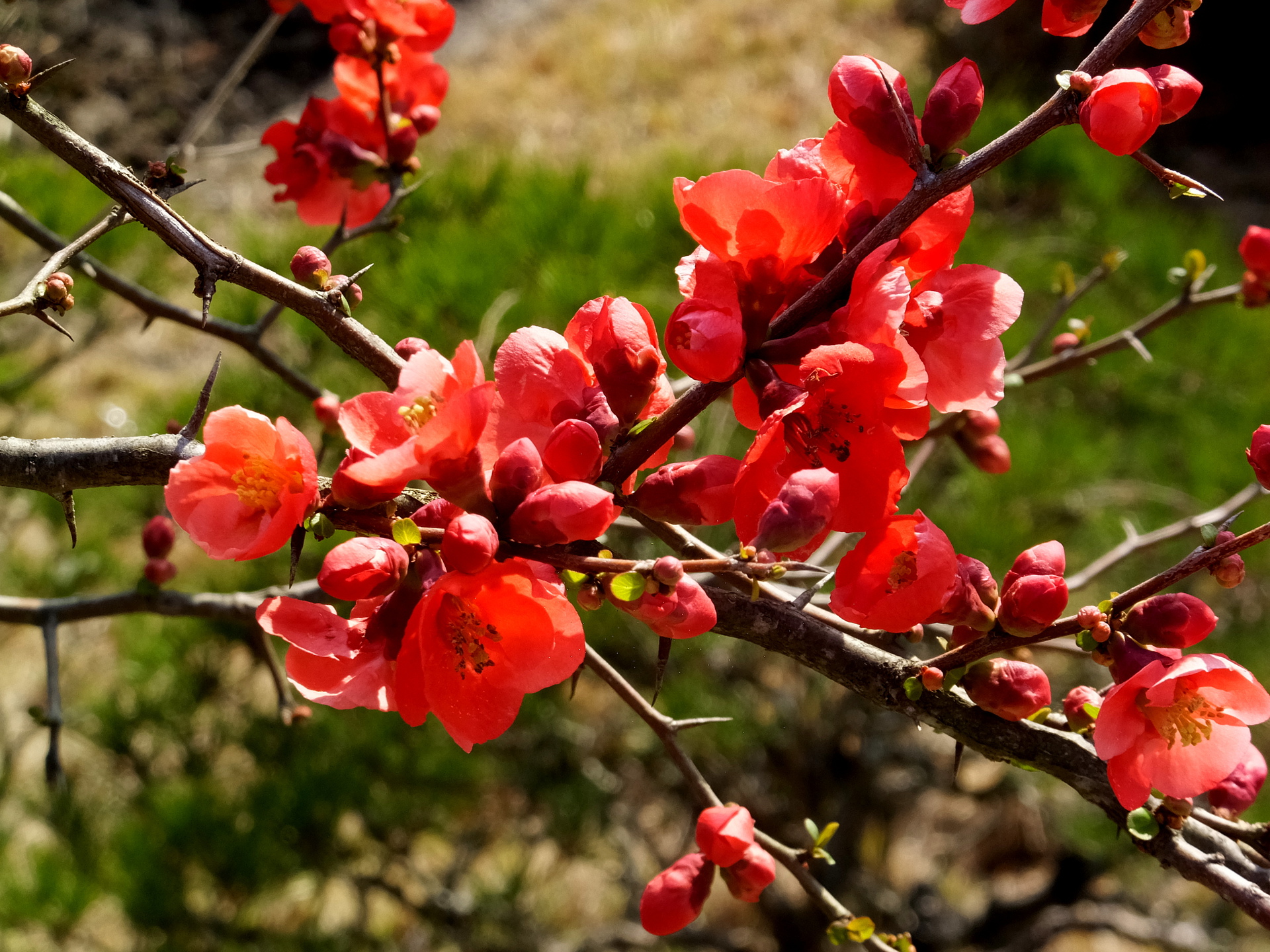 花 植物 深紅の木瓜の花 壁紙19x1440 壁紙館