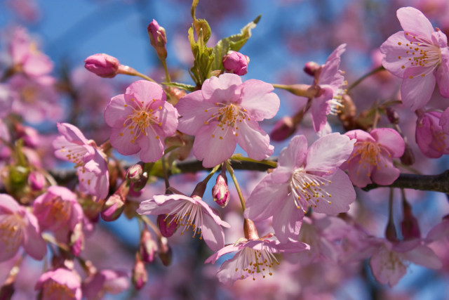 満開の河津桜