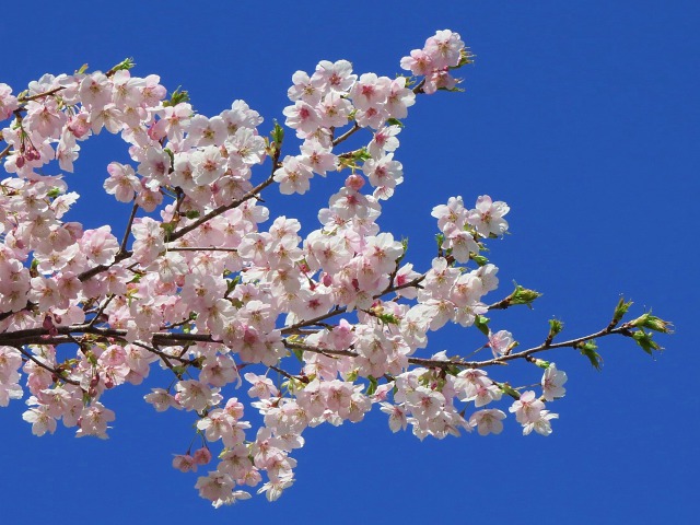花色が優美な大漁桜
