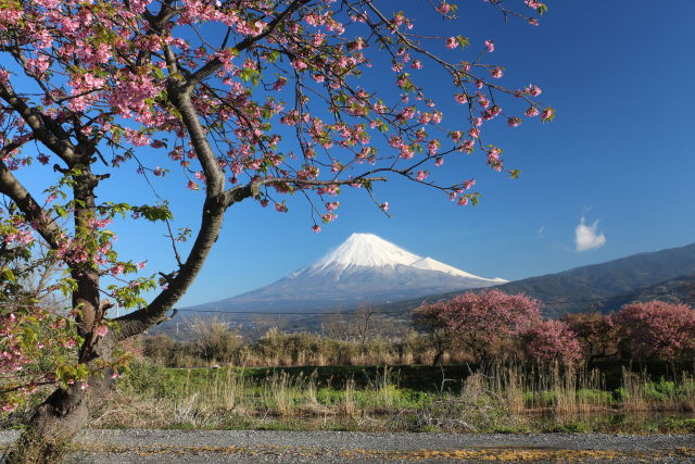 富士山とカワヅサクラ