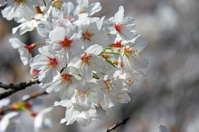 桜 待ち遠し2