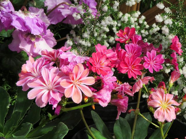 レウイシア・コチレドンの花