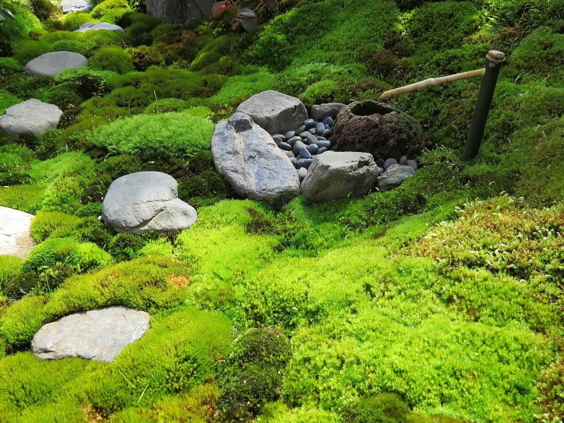 花 植物 苔で造られたミニ庭園 壁紙19x1440 壁紙館