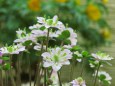 雪割り草(緑花)