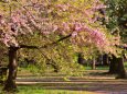 代々木公園 早咲きの桜