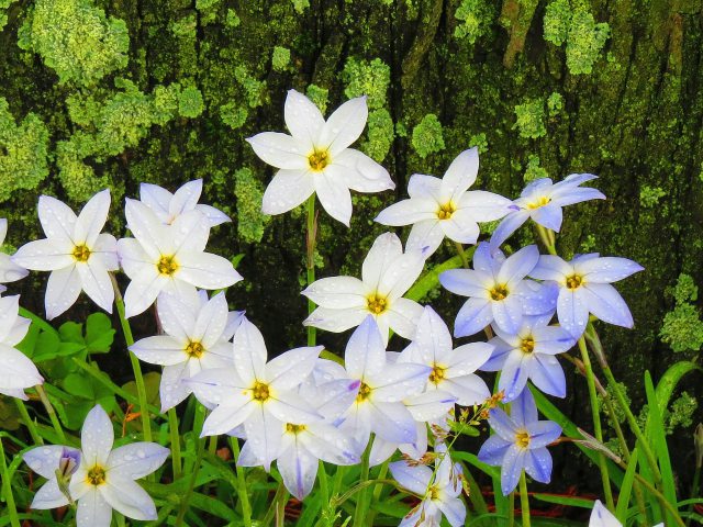 雨に濡れたハナニラ