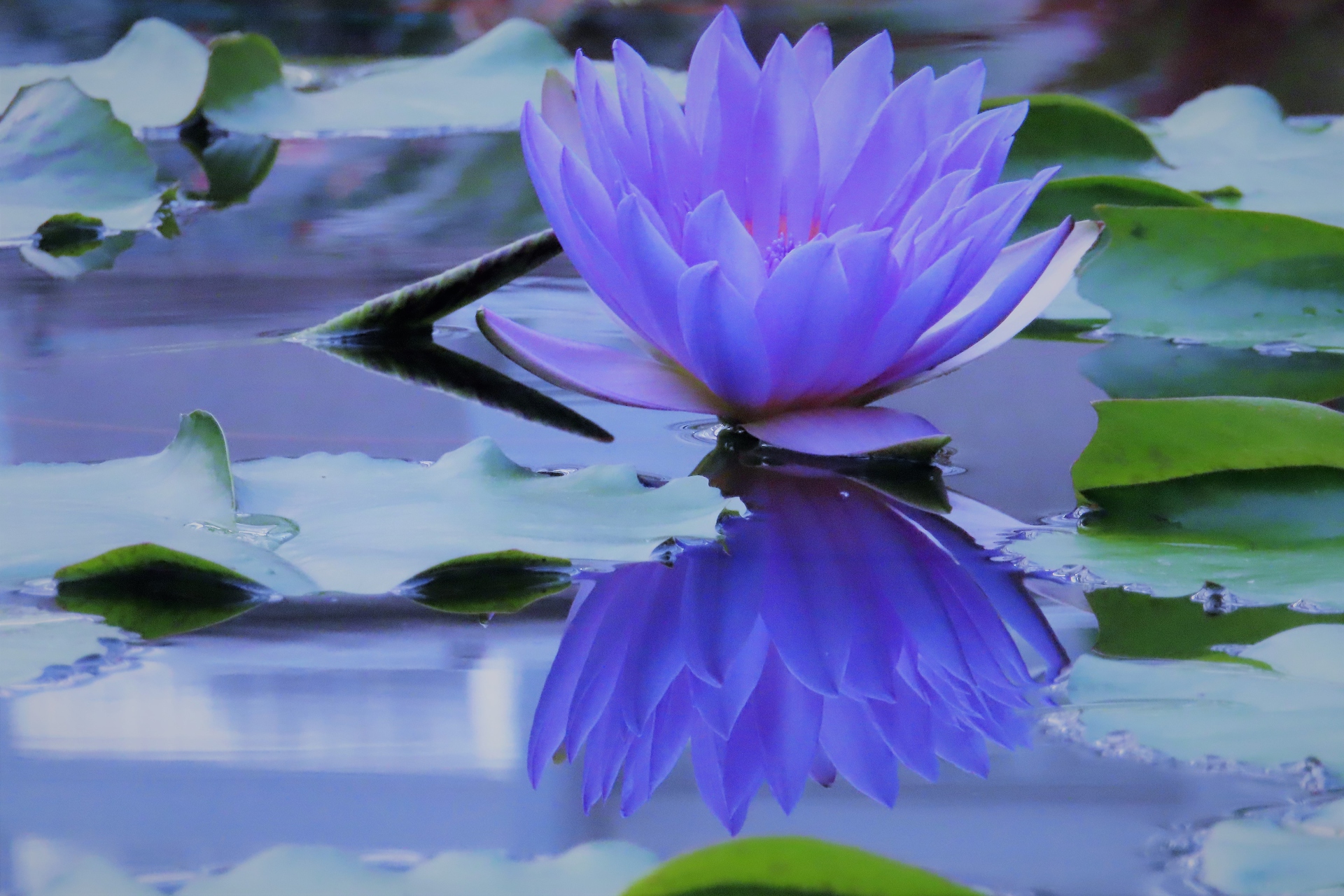 花 植物 睡蓮 壁紙19x1280 壁紙館