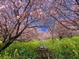 菜の花と春めき桜