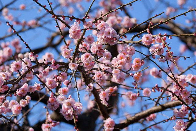 青空にしだれ梅
