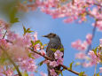 河津桜にヒヨドリ