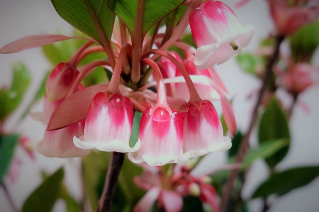 ピンクシャンデリア