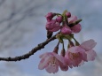 咲き始めの陽光桜