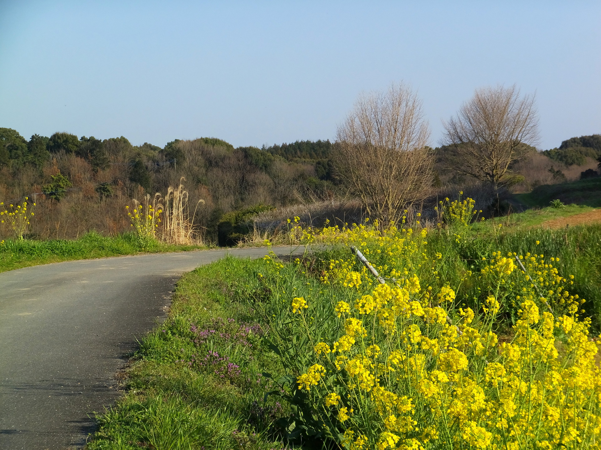 日本の風景 春の田舎道 壁紙19x1440 壁紙館