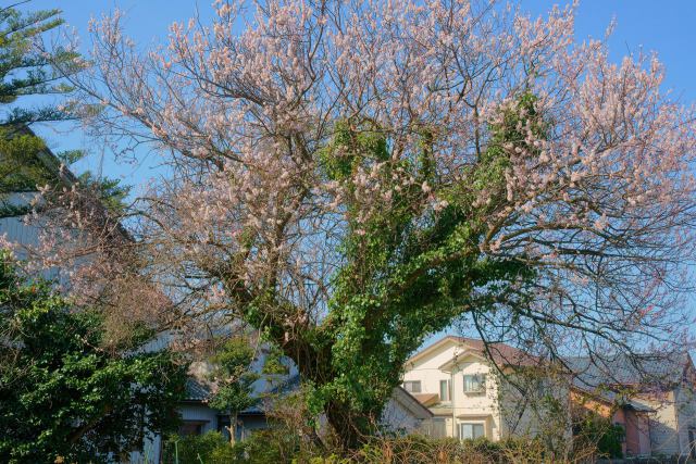 蔦からまる大きな梅の木