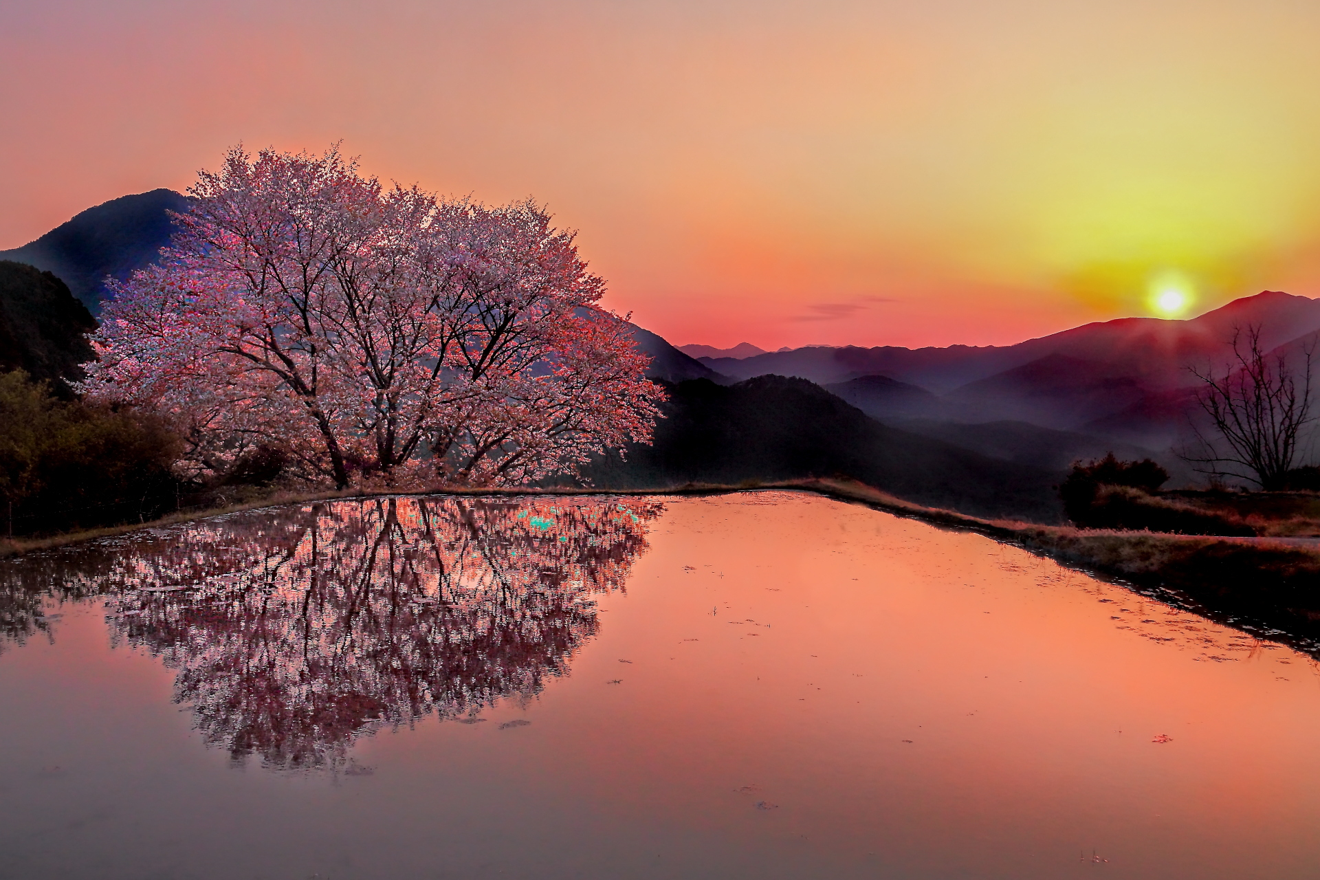 日本の風景 夕暮れに映える桜 壁紙19x1280 壁紙館