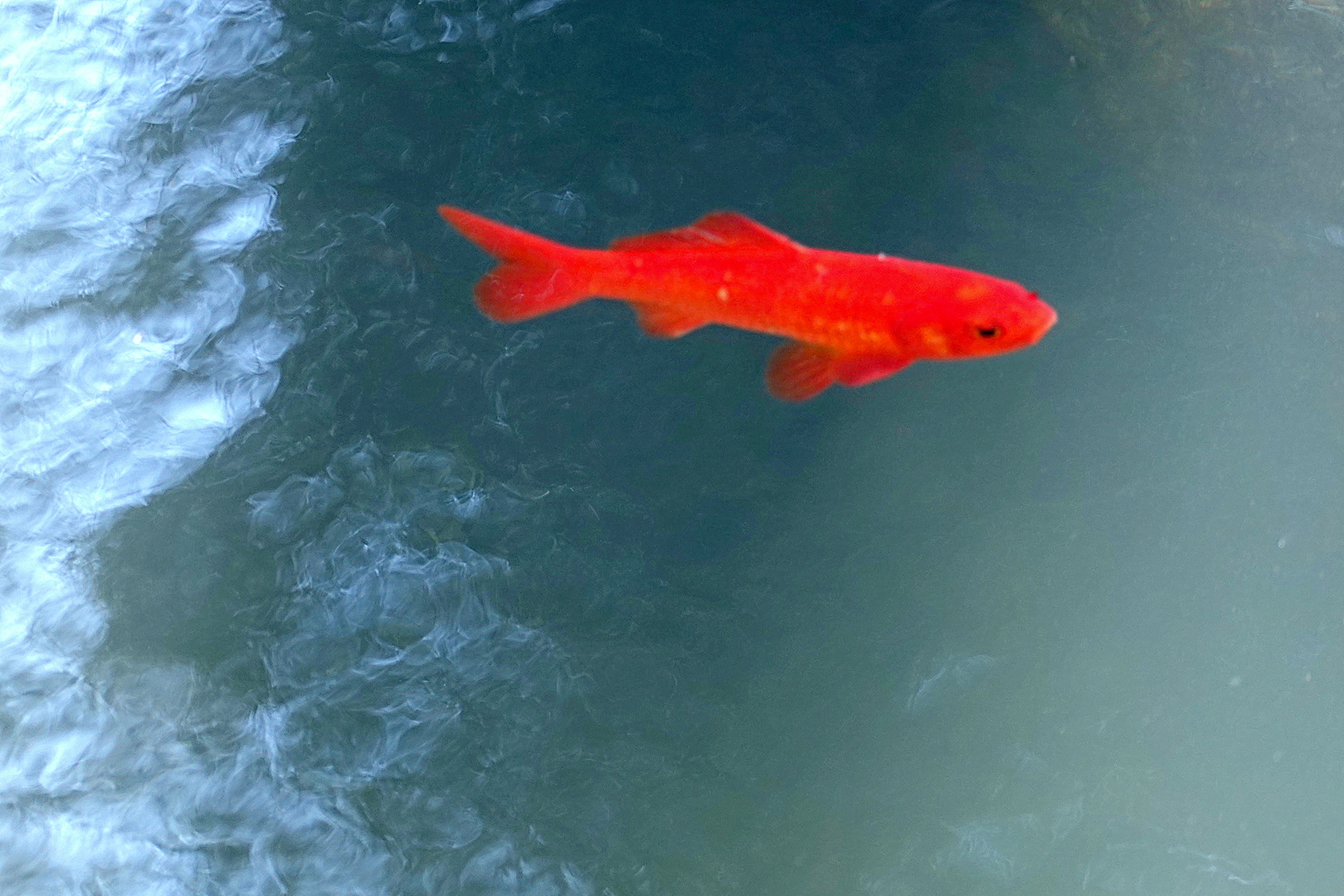 魚 水生生物 優雅に泳ぐ金魚 壁紙19x1281 壁紙館