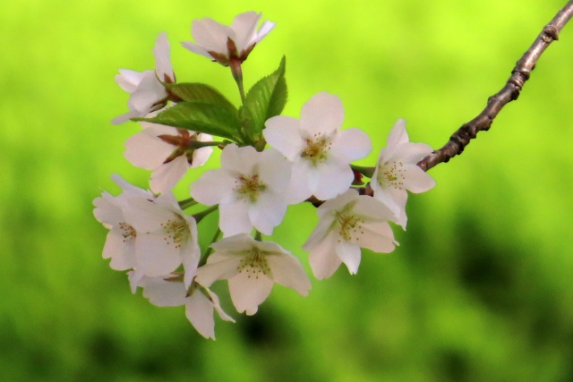 オオシマザクラ