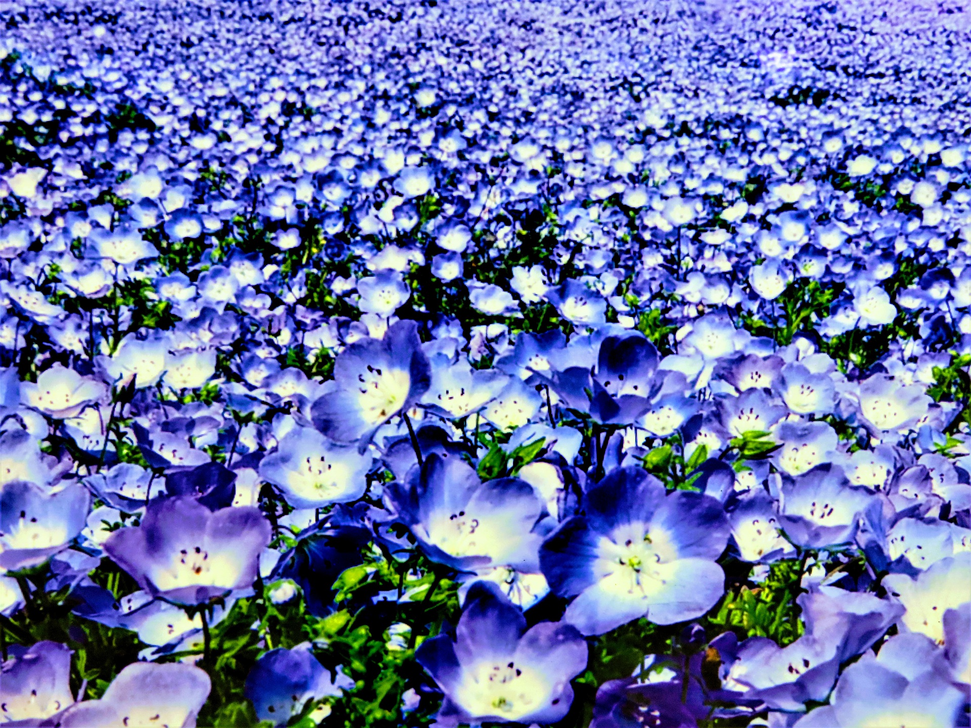 花 植物 ネモフィラ 壁紙19x1440 壁紙館