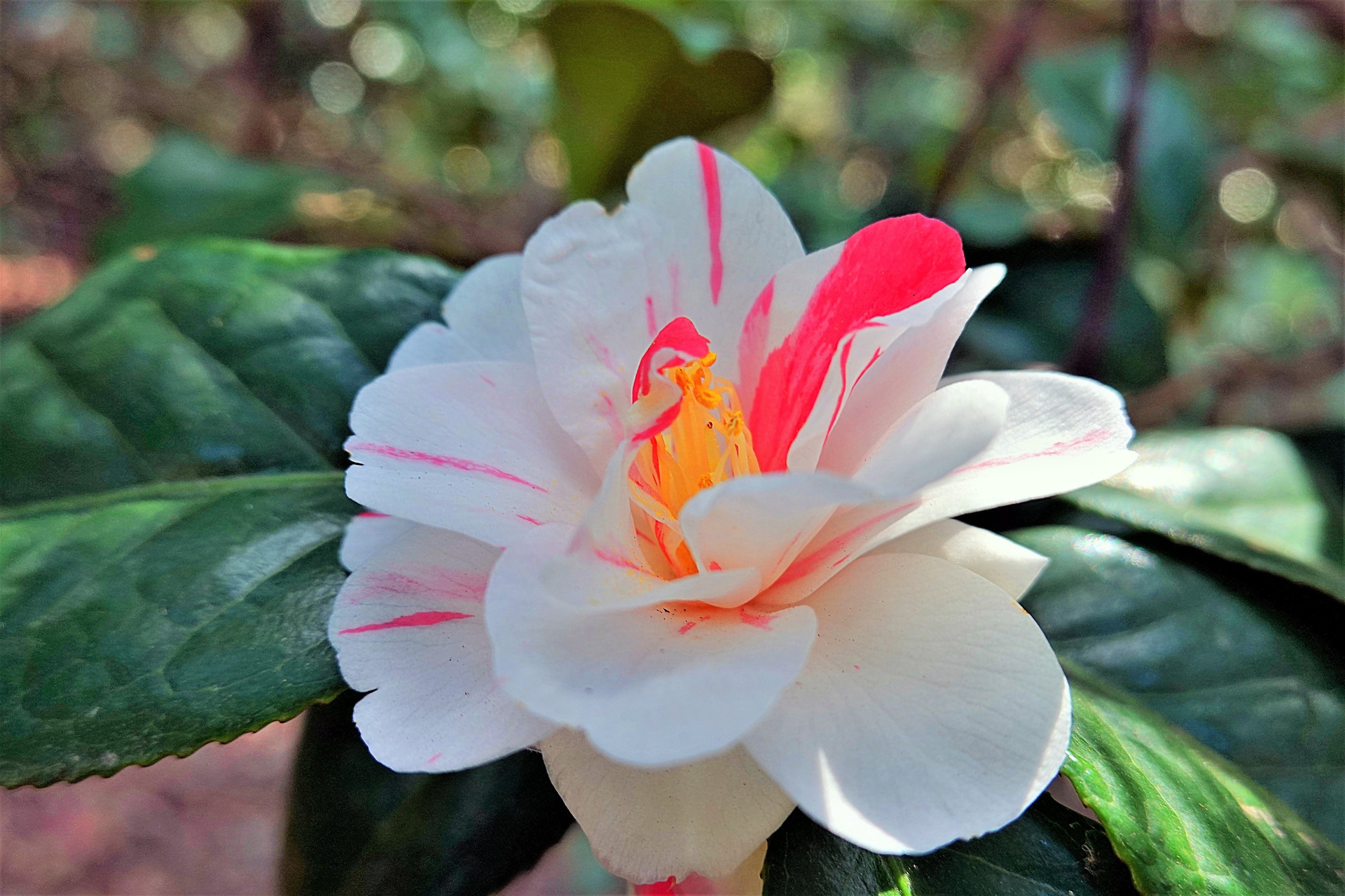 花 植物 斑入り椿 壁紙19x1280 壁紙館