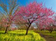 富山県中央植物園の梅