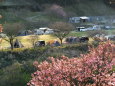 桜の花と春のキャンプ地
