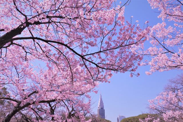 桜の咲き乱れる新宿御苑