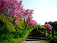 春の菊池公園