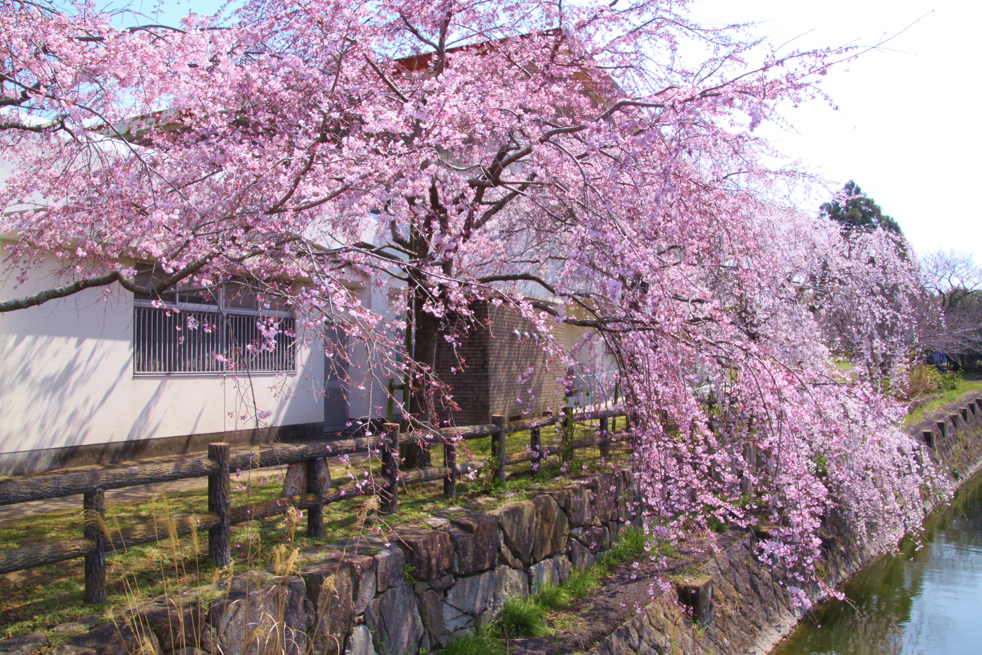 花 植物 しだれ桜満開 壁紙19x1280 壁紙館