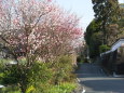 春の花咲く田舎道