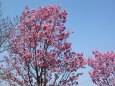 早咲きの桜満開