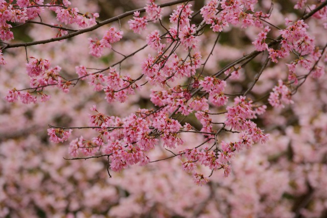 重なり合う桜色